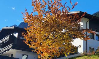 A beautifully designed building with a bright orange tree in the foreground. The clear blue sky completes the autumn scene.