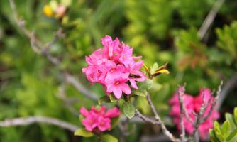 A group of pink flowers blooms against a green background. The flowers are small and delicate, surrounded by leafy plants.