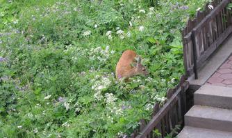 A deer sits in the tall grass, surrounded by colorful flowers. In the background, a wooden border and a paved path can be seen.