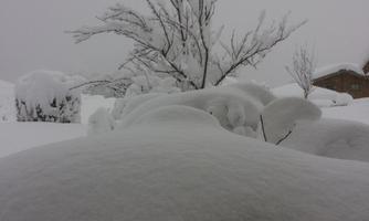 A snowy landscape with a snow-covered treetop. The sky is gray and foggy.