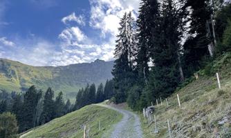 A beautiful forest path, surrounded by tall fir trees and the green of the meadows. Above the path stretches a blue sky with some clouds.