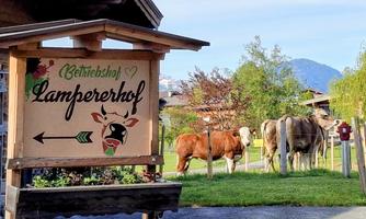 A sign with the name "Lampererhof" stands at a farm. In the background, cows and mountains can be seen.