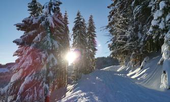 A snow-covered forest path between tall spruces. The sun shines through the trees and illuminates the snowy landscape.