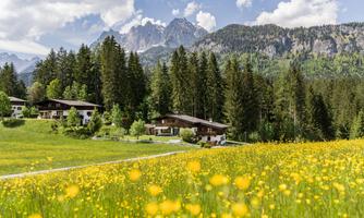 A picturesque landscape with colorful meadows filled with yellow flowers. In the background, majestic mountains and a wooded area can be seen.