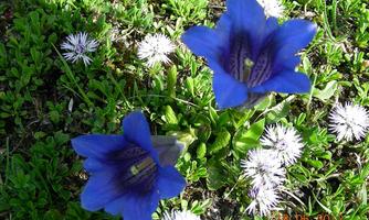 Two beautiful blue flowers on green grass, surrounded by small white blooms. The plants are growing in a sunny environment.
