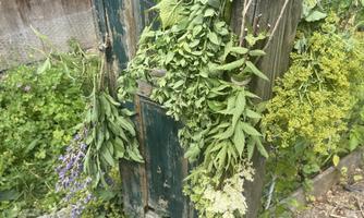 A rustic wooden door with a selection of fresh herbs hanging from it. Surrounded by green plants and a natural environment.