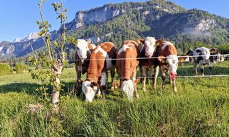 A group of cows is standing in a green meadow in front of a mountainous landscape. The sky is clear and the sun is shining.
