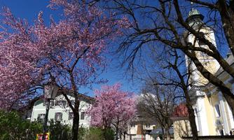 A picturesque street with blooming cherry trees and a clear blue sky. In the background, a church can be seen that complements the scene.