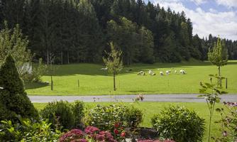 A green meadow with several cows, surrounded by trees and bushes. Colorful plants are blooming in the foreground.