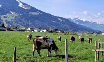 A picturesque meadow with cooling cows grazing. In the background, green mountains and snow-capped peaks extend.