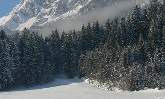 A snowy landscape with high mountains in the background. Dense coniferous trees surround the gentle snow slope.