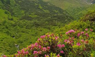 A green mountain landscape with pink flowers in the foreground. In the background, wooded slopes and snow-covered peaks can be seen.