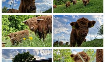 Unsere Schottischen Hochlandrinder