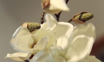 Liebe zum Detail Kogl Alpengruß