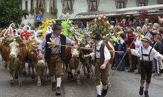 Almabtrieb im Kaiserwinkl