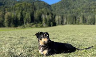 Hund