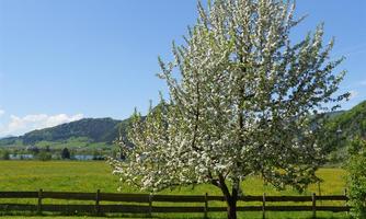 Garten zur freien Benützung