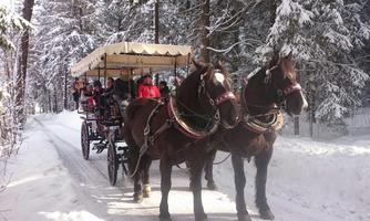 Rocky & Leo in a Sledge