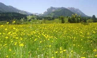 Blick auf den Zahmen Kaiser