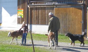 Bio-Bauernhof-Haslach-Koessen-Tiere