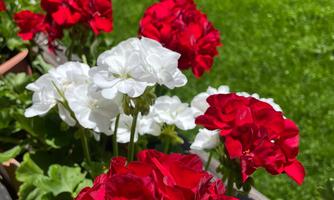 IMG-20220726-WA0003 (2)