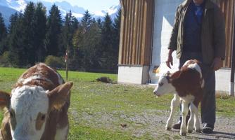 Bio-Bauernhof-Haslach-Kaelber