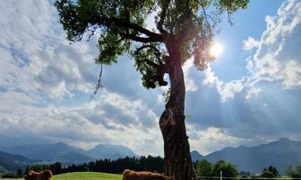 Unsere Kälbchen beobachten