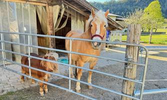 IMG_9760 - Kopie (2)