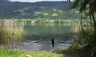 A tranquil lake surrounded by mountains and green vegetation. In the water stands a dog that is playing.