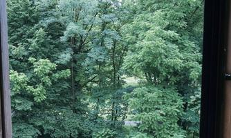 A view from an open window onto a green forest. The trees are dense and robust.