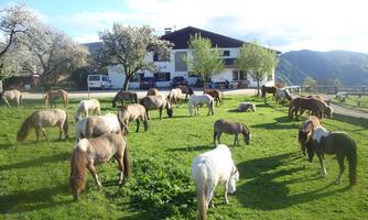A meadow with many ponies grazing peacefully. In the background, there is a house with trees and mountains visible.