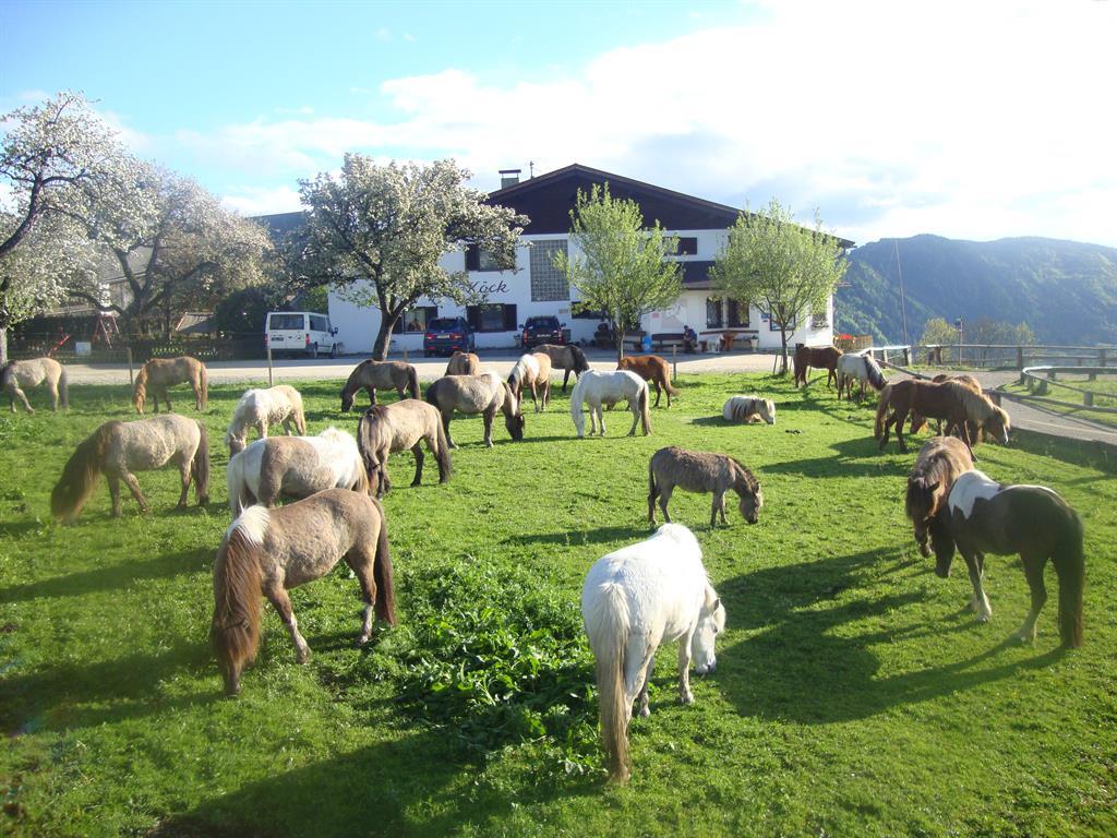 Isländerhof - Pension Köck