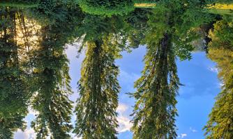 A green landscape with tall trees and a radiant sky. The sun is setting behind the trees.
