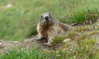 A marmot is sitting on a meadow. In the background, a green landscape can be seen.