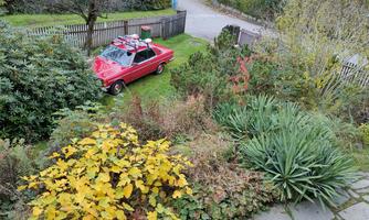 A red car is in a green garden, surrounded by colorful plants. In the background, a road and a fence can be seen.