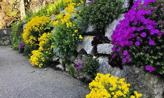A beautiful garden with colorful flowers in yellow and purple. The flowers grow along a stone wall and add color to the surroundings.