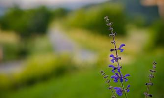 A purple flower in front of a blurred green meadow and a path. The atmosphere is calm and natural.