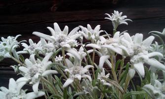 A group of beautiful edelweiss flowers with white blossoms. The background is dark and highlights the flowers.