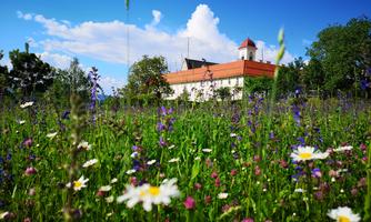 An idyllic field full of colorful flowers with a beautiful building in the background. The sky is clear and blue, creating a peaceful atmosphere.