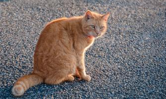An orange cat is sitting on a gravel path. It is curiously looking to the side.