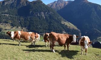 A group of cows stands in a green meadow with mountains in the background. The sky is clear and the landscape is picturesque.