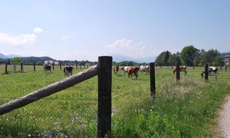 A green meadow with cows calmly grazing. In the background, trees and gentle hills can be seen.
