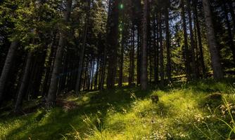 A sunny forest with tall trees and green grass. The sun shines through the treetops.