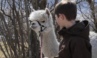 A boy is standing next to a white alpaca that is wearing a harness. In the background, there are scattered trees visible and the sky is clear.