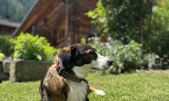 A dog is lying relaxed on a green meadow. In the background, there is a wooden house and green plants.