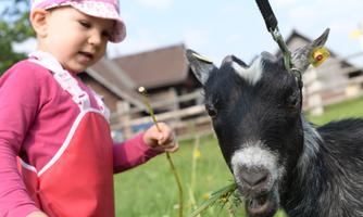 A little girl with a bib stands next to a goat. The goat is eating fresh grass in the foreground of the rural backdrop.