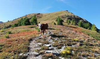 A cow is standing on a hiking trail in a colorful, hilly landscape. In the background, green trees and a blue sky can be seen.
