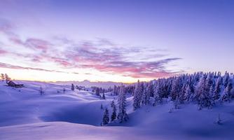 A snowy winter landscape with tall fir trees and a gentle hill. The sky has a beautiful purple hue at sunset.