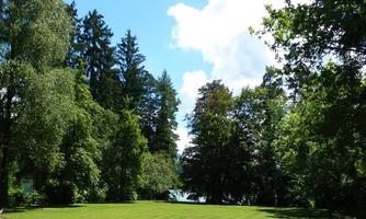 A green meadow surrounded by tall trees under a clear blue sky. In the background, a calm lake can be seen.