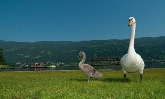 A swan with its cygnet stands on a green meadow beside a tranquil lake. In the background, mountains and a bench can be seen.